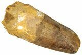 Fossil Spinosaurus Tooth - Real Dinosaur Tooth #294010-1